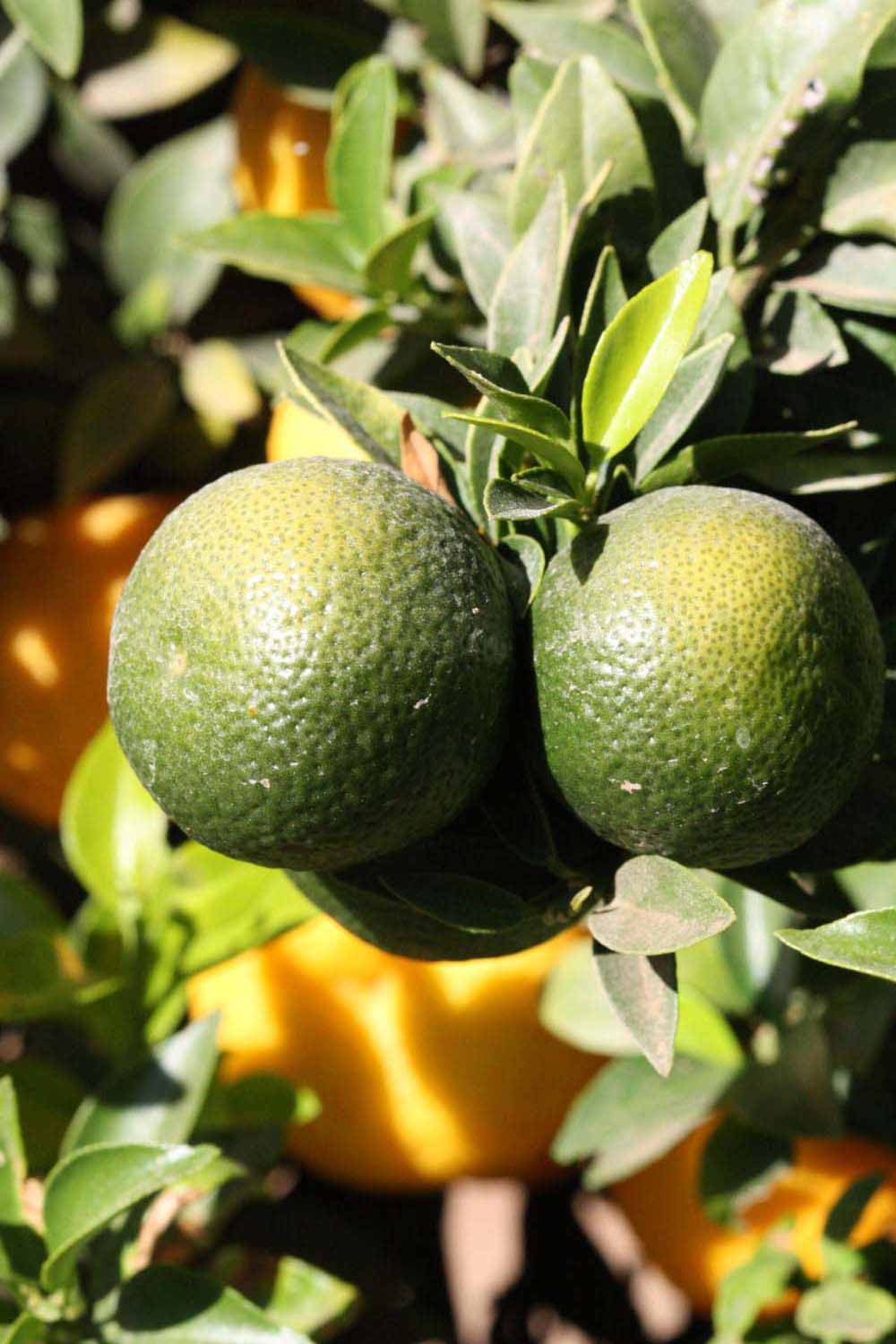            Immature fruit (Riverside, CA)   